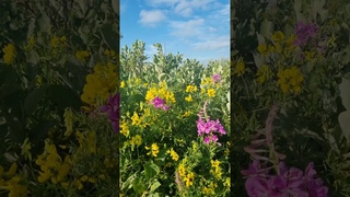 Природа севера.  Воркута,  20 августа 2024. Воркута.  #Воркута  #Природа  #север