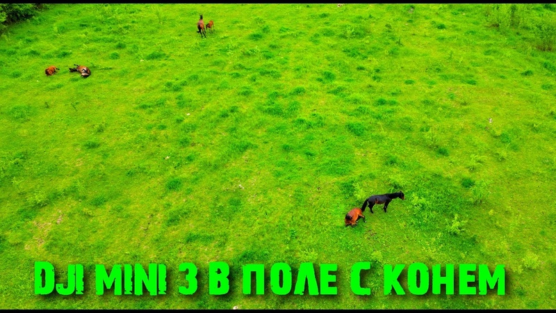 DJI MINI 3 Pro. В поле