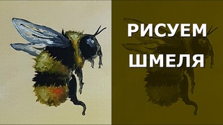 Как нарисовать шмелей. Рисуем шмеля. Bumblebee