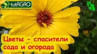 ЦВЕТЫ - СПАСИТЕЛИ САДА и ОГОРОДА! Сенсация! Цветок может расти НА ЛУНЕ! Сейте его по всему участку.